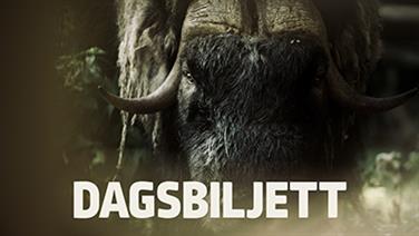 Bild för: Dagsbiljett