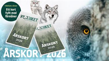 Bild för: Vildrikets Vänner